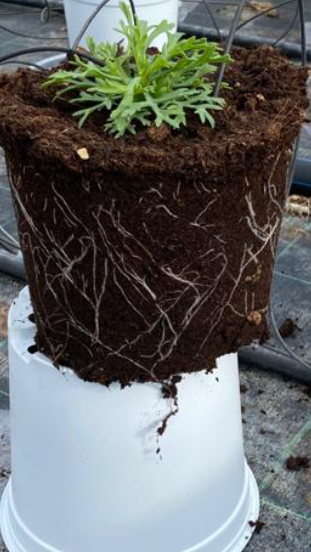 Healthy roots